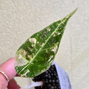 알로카시아마하라니바리에가타(지구묘)