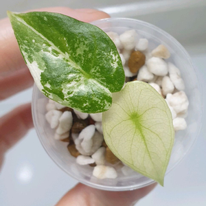 알로카시아 나이로비나이트 화이트 알보 바리에가타