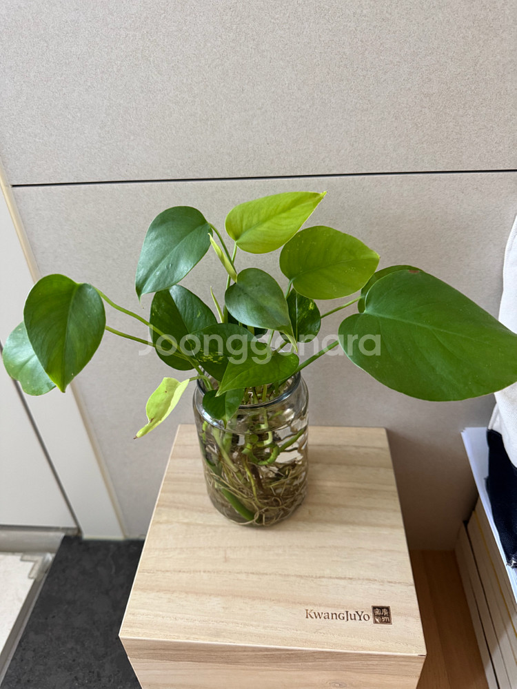 수경재배 몬스테라 동글잎 싱그러운 인테리어 새잎계속나요--1