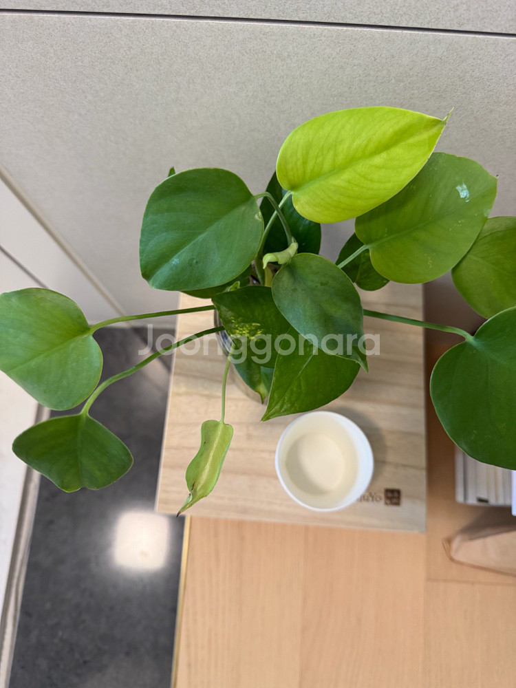 수경재배 몬스테라 동글잎 싱그러운 인테리어 새잎계속나요--5