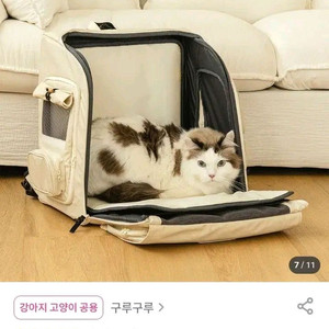 강아지 고양이 이동가방 구루구루 위고백 벤티 크림