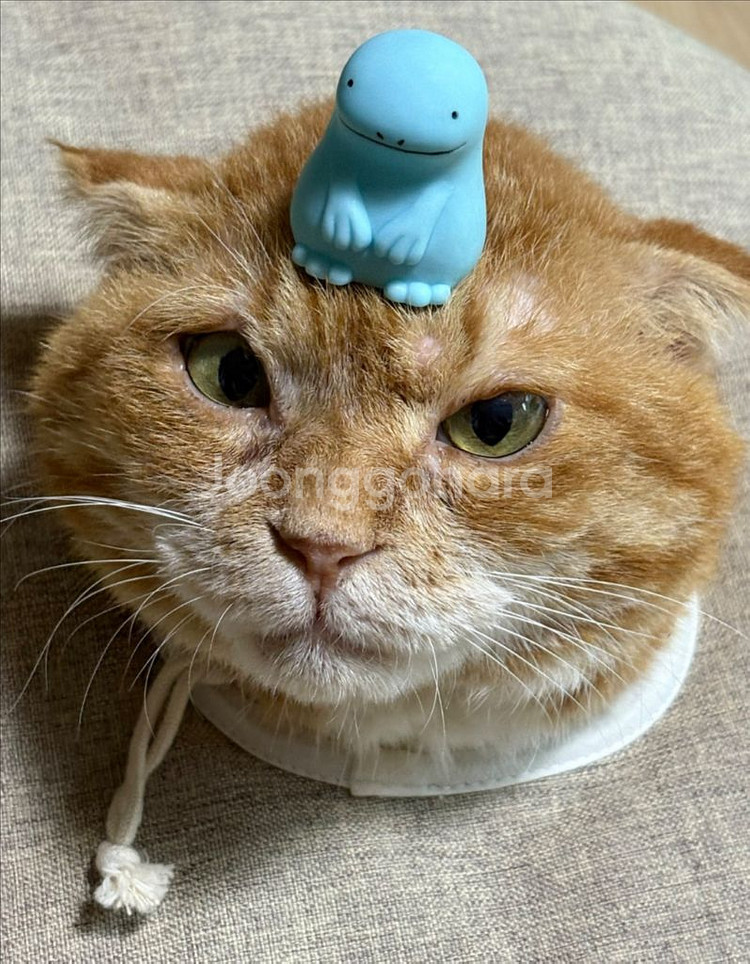 도코데모 인형--0