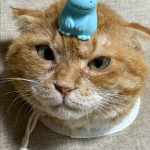 도코데모 인형
