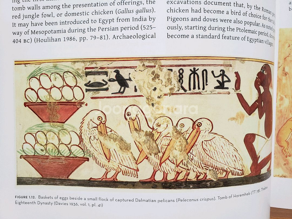 아트.고고학.예술. 고대 이집트의 새에 대한 미술사학적--1