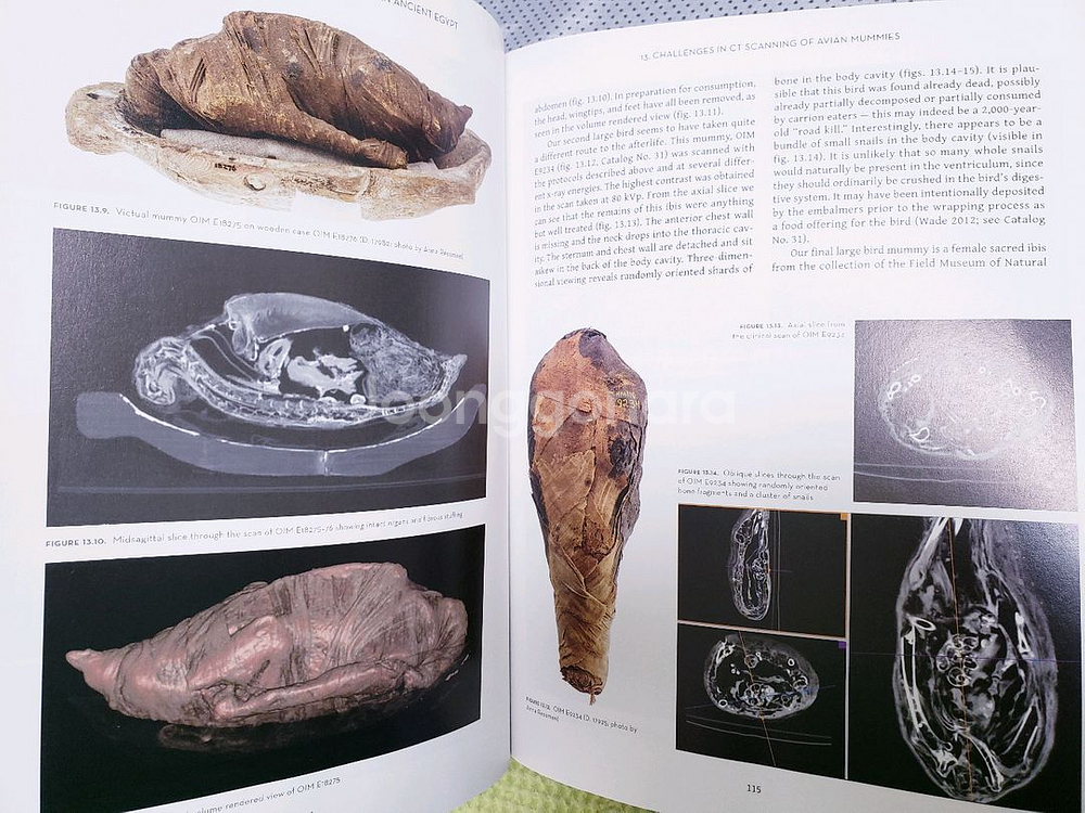 아트.고고학.예술. 고대 이집트의 새에 대한 미술사학적--9