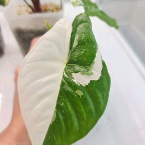 알로카시아 포니타카 바리