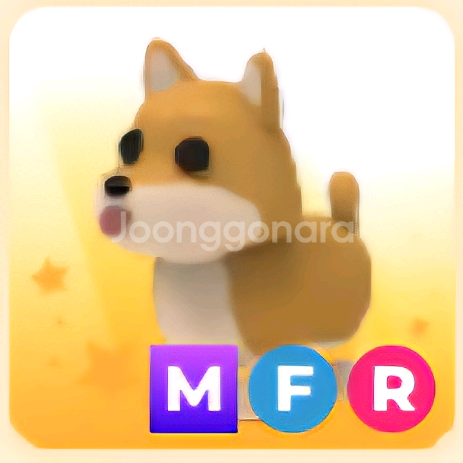 입양하세요 MFR 시바견--0