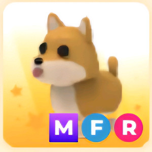 입양하세요 MFR 시바견