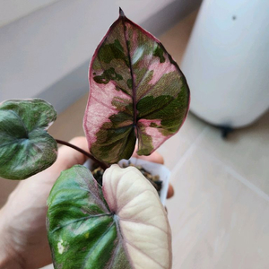 알로카시아 세렌디피티 바리에가타