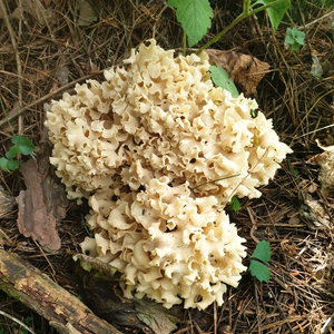 자연산 꽃송이버섯 이미지