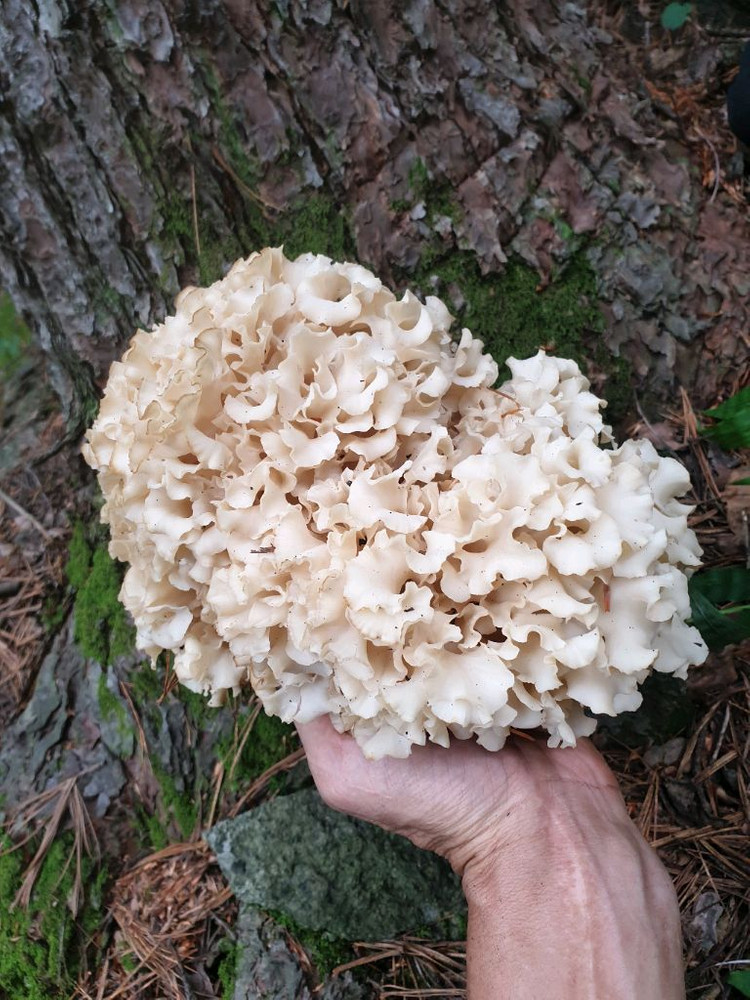 자연산 꽃송이버섯 이미지