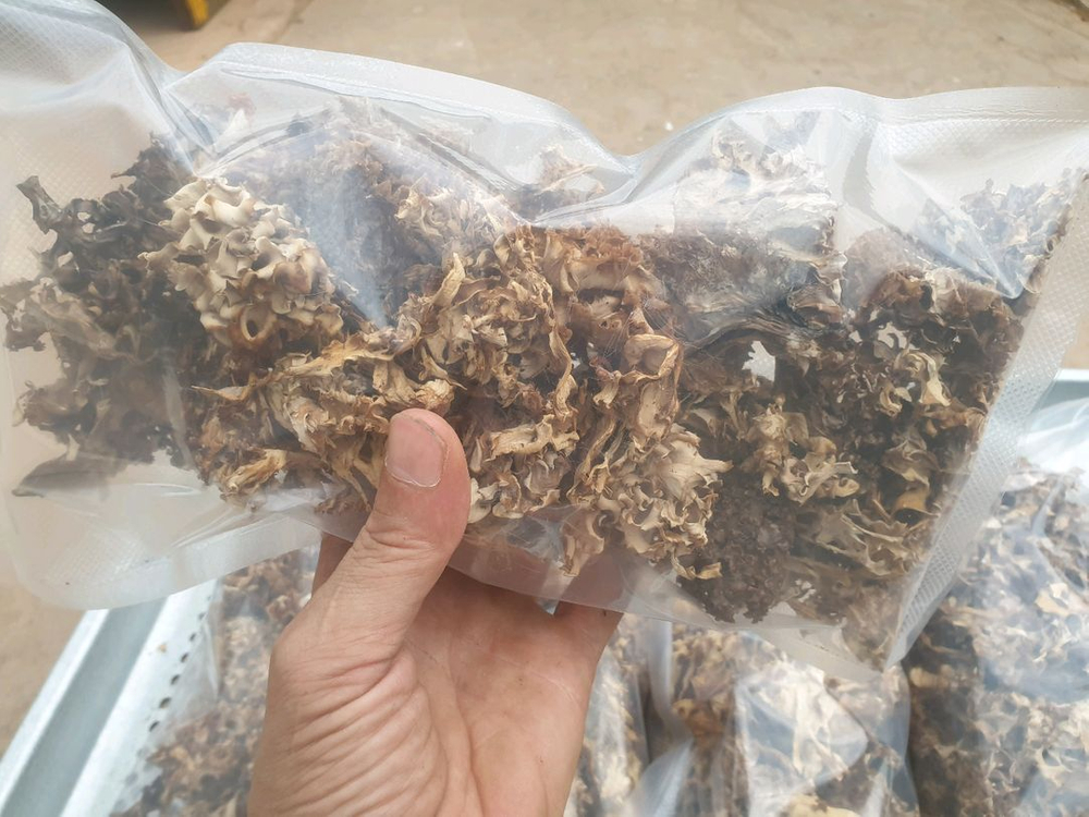 자연산 꽃송이버섯 이미지