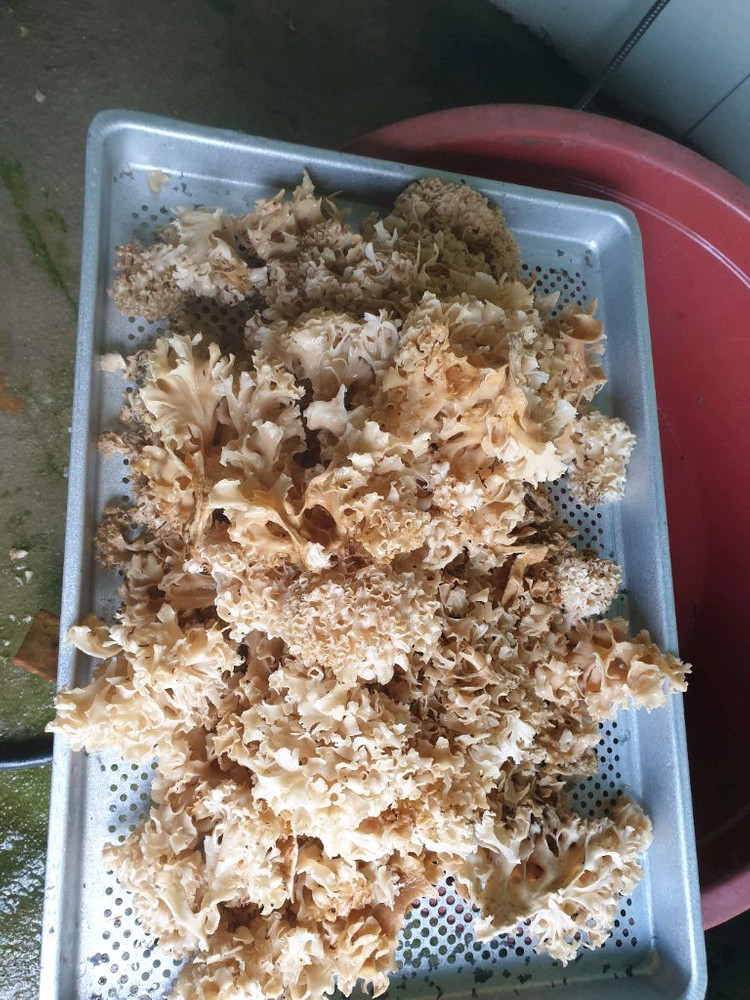 자연산 꽃송이버섯 이미지