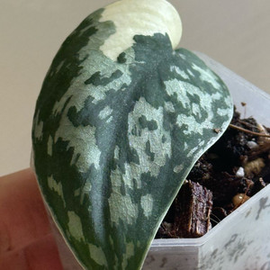 스킨답서스 엑조디카 마야리