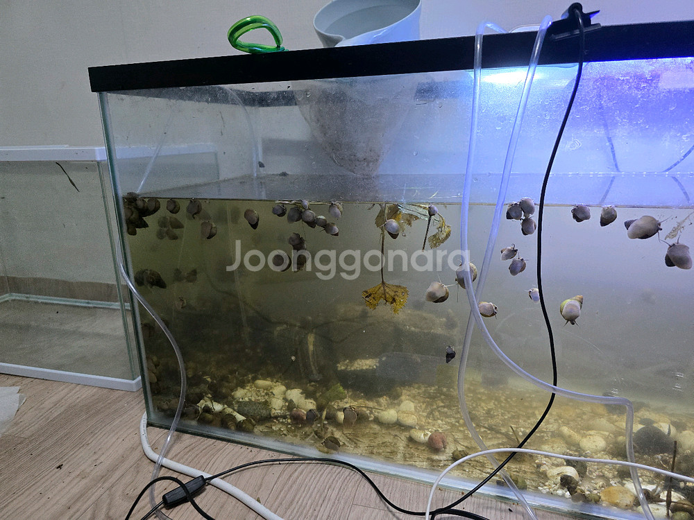 토종우렁이30마리--0