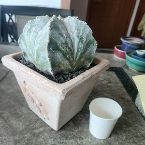 난봉옥 선인장