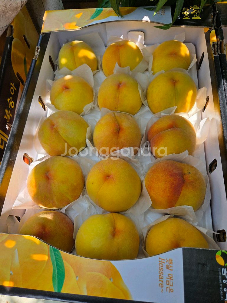 복숭아 황도 백도--1