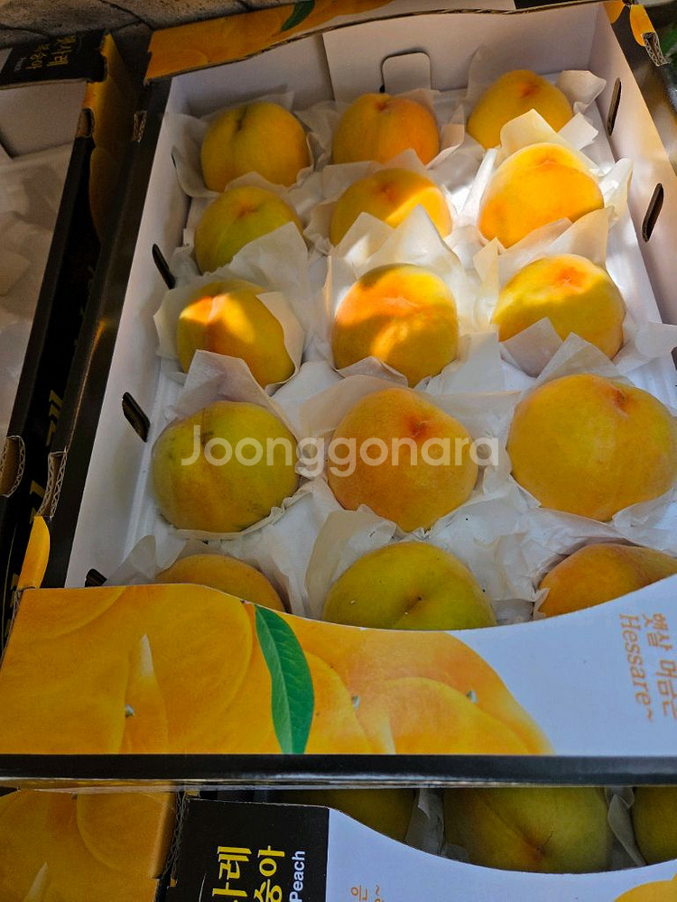 복숭아 황도 백도--3