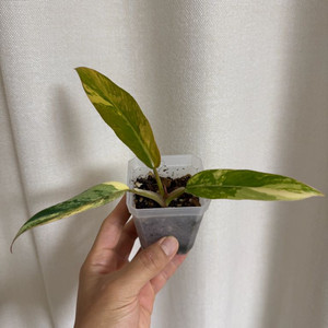 팔로덴드론 카라멜마블