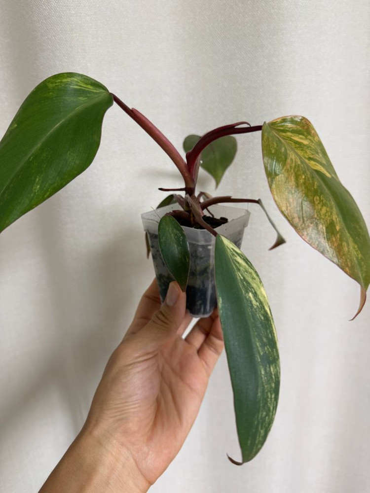 필로덴드론 스트로베리쉐이크 이미지