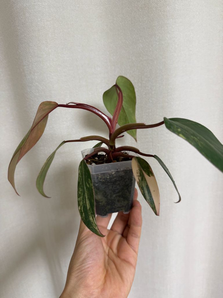 필로덴드론 스트로베리쉐이크 이미지