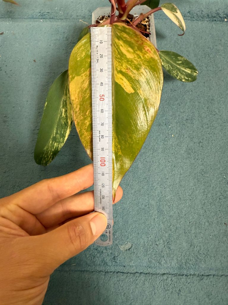 필로덴드론 스트로베리쉐이크 이미지