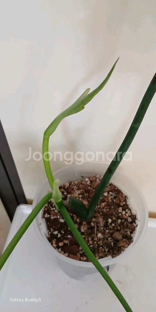 필로덴드론 라디아튬 바리에가타--2