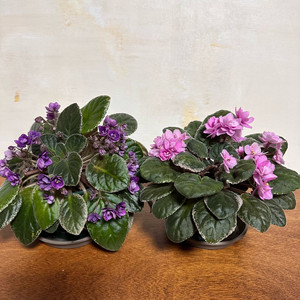 미니바이올렛 2종 일괄