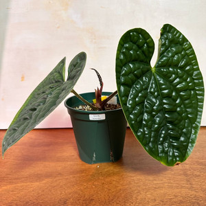 안스리움 럭셔리안스 원종