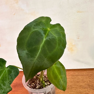 안스리움 포게티실버 원종 1번