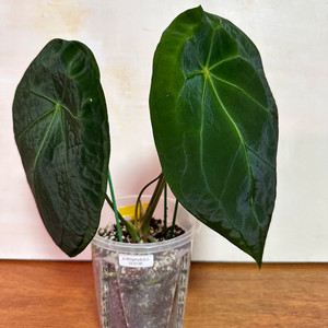 안스리움 포게티실버 원종 대품 2번