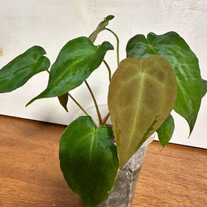 안스리움 포게티실버 원종 3번