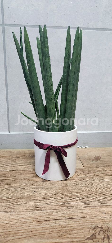 스투키 공기정화식물--0