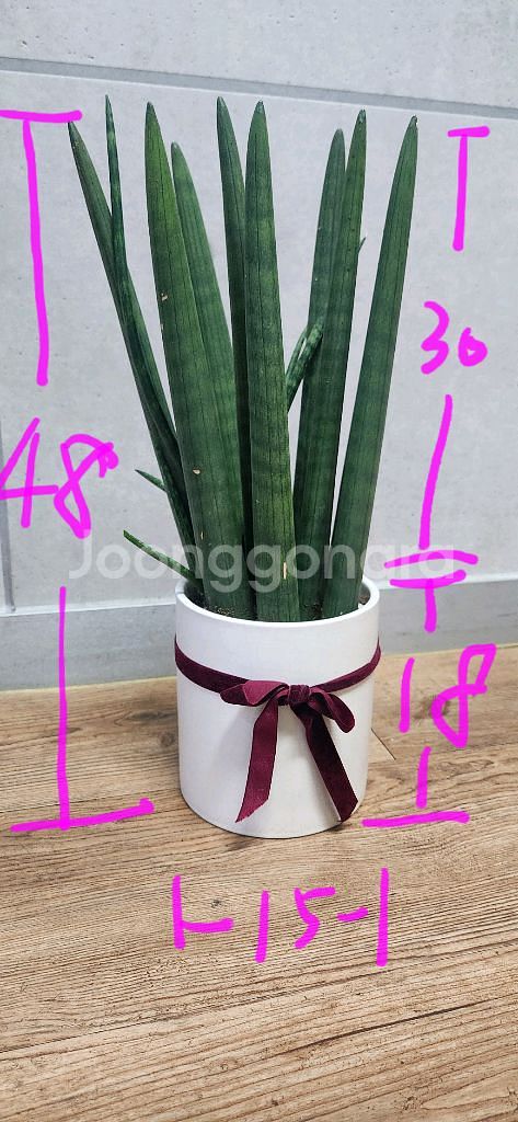 스투키 공기정화식물--1