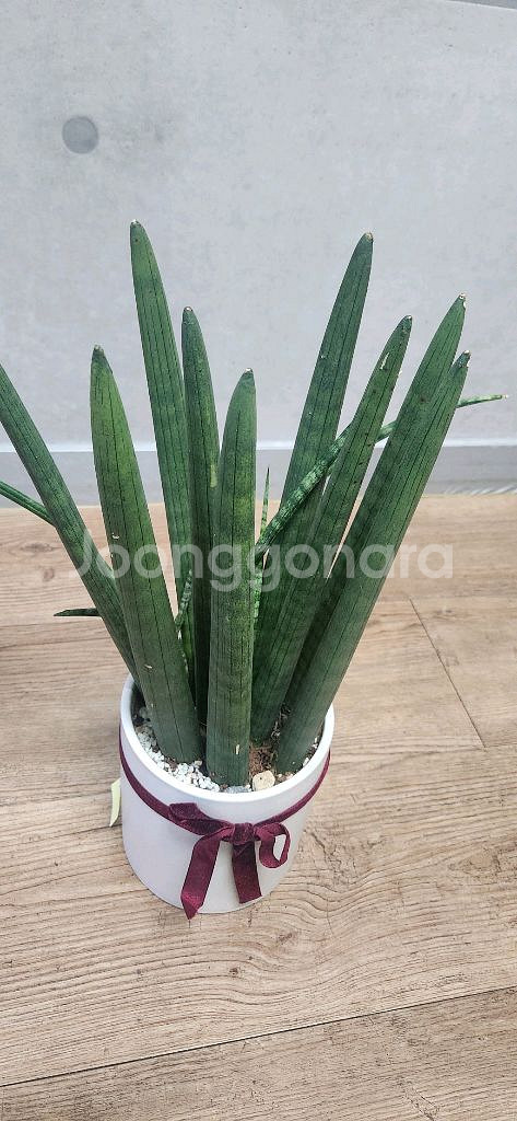 스투키 공기정화식물--2