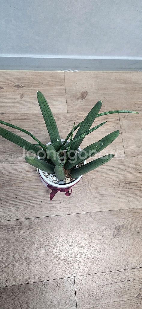 스투키 공기정화식물--3