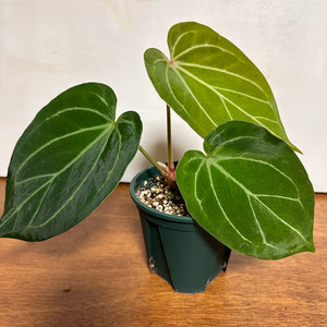 안스리움 킹오스 1번