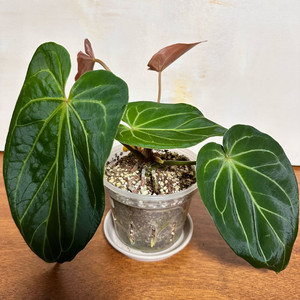 안스리움 킹오스 2번