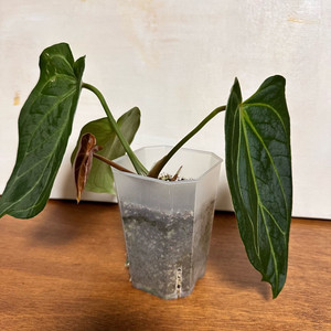 안스리움 킹오스 3번