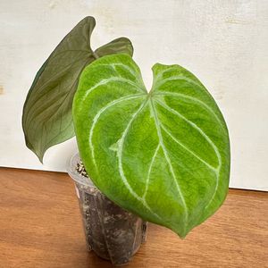 안스리움 킹오스 4번