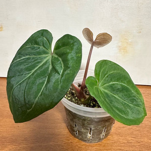 안스리움 킹오스 5번