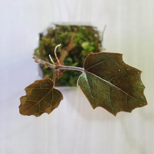파이퍼 배트맨 pterisanthes sp