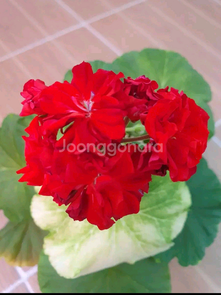 제라늄 오덴시외뢰들루반--1