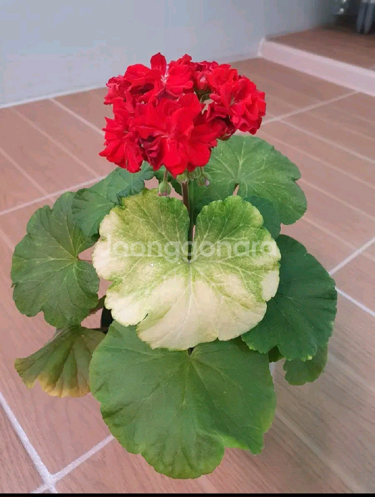 제라늄 오덴시외뢰들루반--2