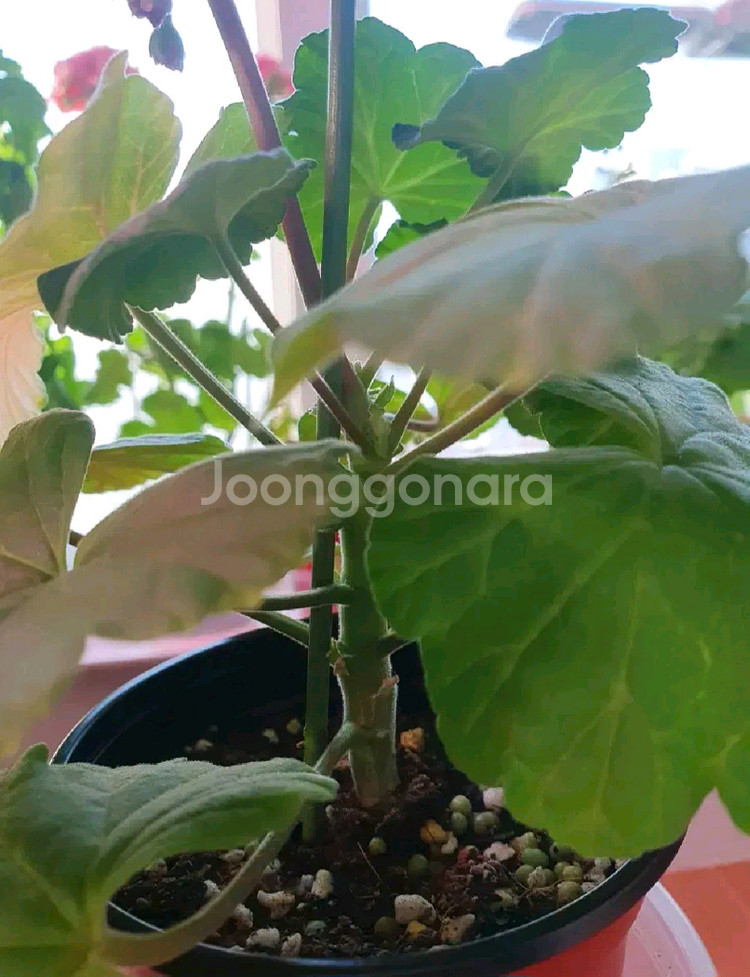 제라늄 오덴시외뢰들루반--4