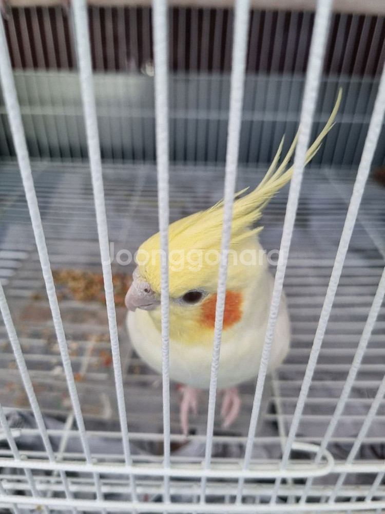왕관 앵무새 수컷 루티노 한마리 분양합니다--0