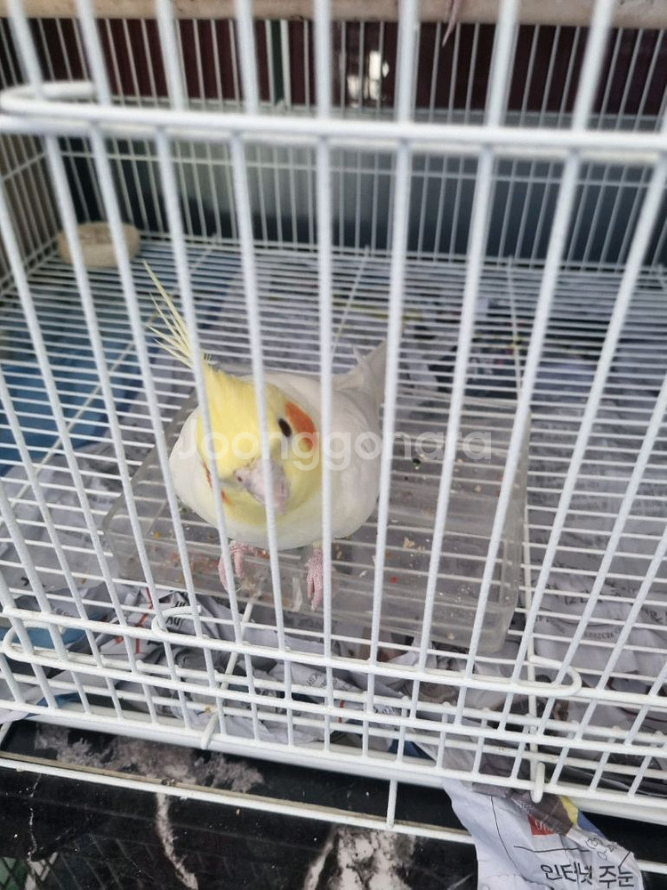 왕관 앵무새 수컷 루티노 한마리 분양합니다--1