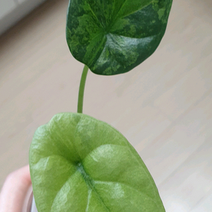 알로카시아 시누아타 화이트 알보 바리에가타