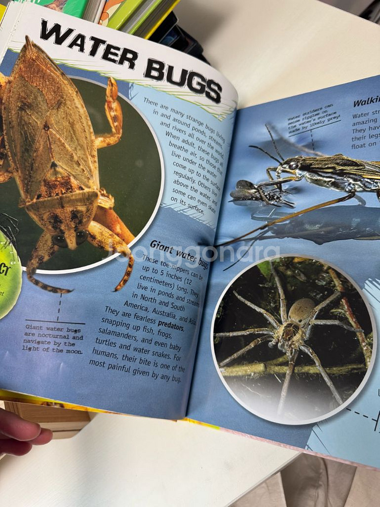 the great big book of bugs--2