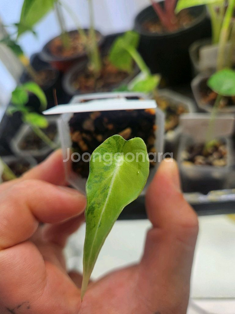 알로카시아 블랙벨벳골드바리에가타--0